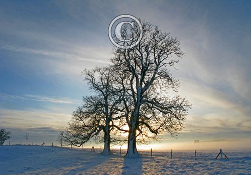 Barton Bendish 2 Jan 2010